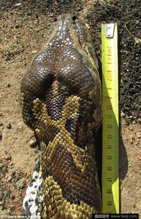 黄金蟒蛇是几级保护动物(中国最吓人的一条巨蛇)